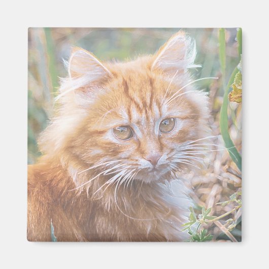 Kute funky rossige kat kitten schilderij magneet (Voorkant)