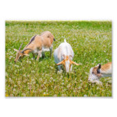 Kute geiten foto afdruk (Voorkant)