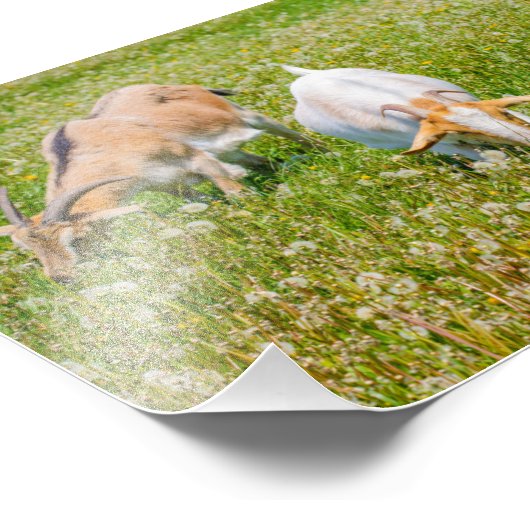 Kute geiten foto afdruk (Hoek)