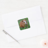 Kute, gladde, rode en witte cavia's in gras vierkante sticker (Envelop)