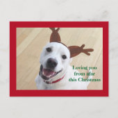 Kute glimlach White Reindeer Dog Red Kerstmis Briefkaart (Voorkant)