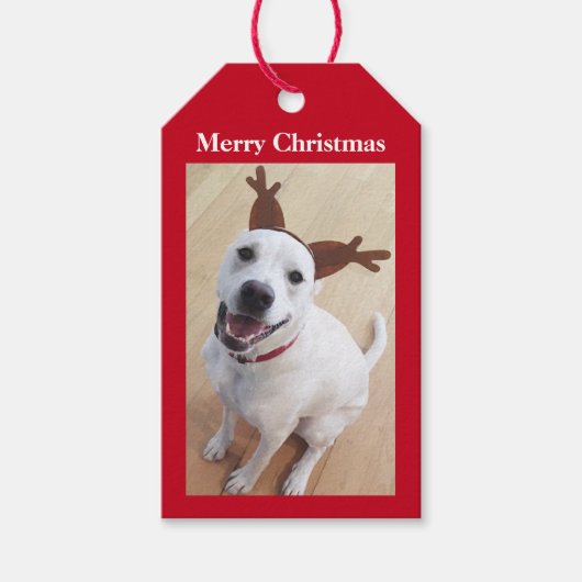 Kute glimlach White Reindeer Puppy Dog Kerstmis Cadeaulabel (Voorkant)