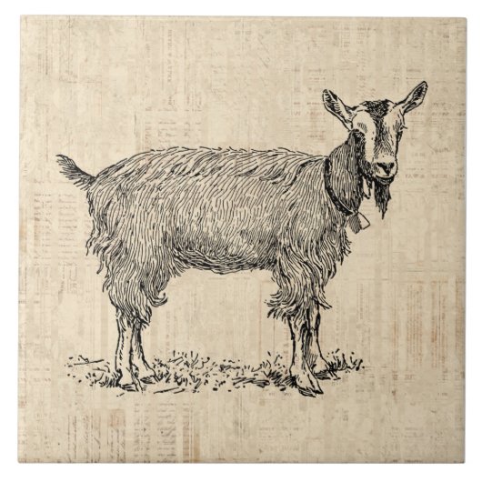 Kute Goat met Bell Illustration Antiek Script Tegeltje (Voorkant)
