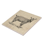 Kute Goat met Bell Illustration Antiek Script Tegeltje (Zijkant)