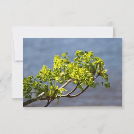 Kute green branch in wind (Voorkant)