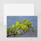 Kute green branch in wind (Voorkant / Achterkant)