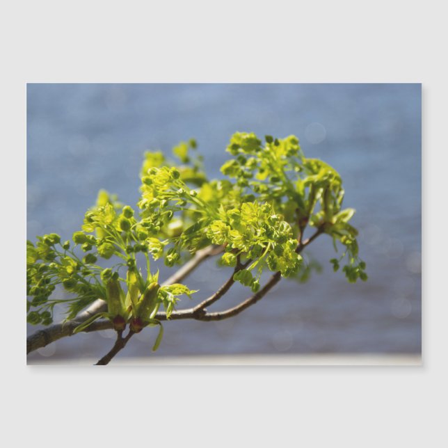 Kute green branch in wind (Voorkant)