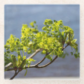 Kute green branch in wind glazen onderzetter (Voorkant)