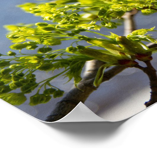 Kute green branch in wind poster (Hoek)