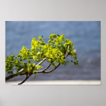 Kute green branch in wind