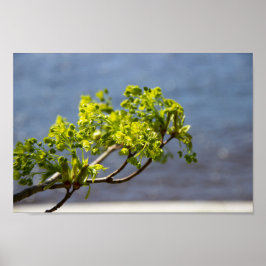 Kute green branch in wind poster