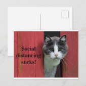 Kute Green Eyed Cat, Social Distance Sucks Briefkaart (Voorkant / Achterkant)