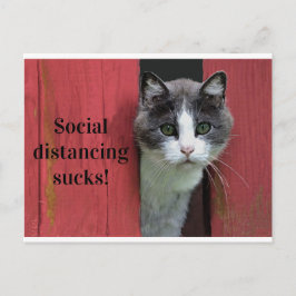 Kute Green Eyed Cat, Social Distance Sucks Briefkaart