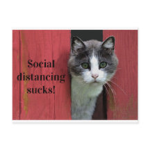 Kute Green Eyed Cat, Social Distance Sucks