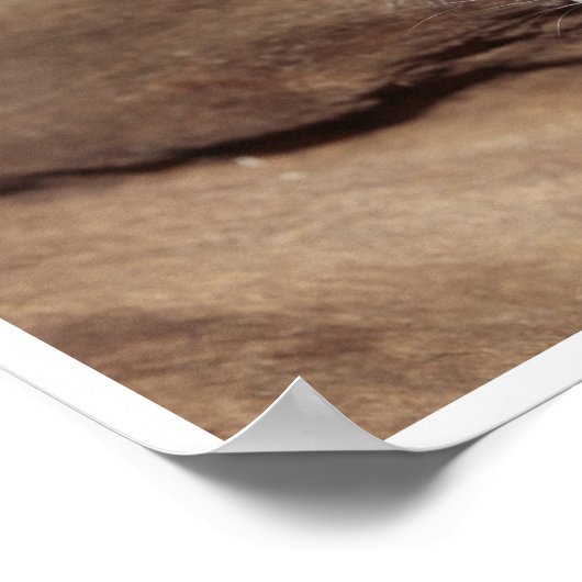 Kute, grijze muis poster (Hoek)