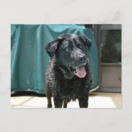 Kute Happy Nat Black Lab Stands op pooldek Briefkaart