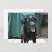 Kute Happy Nat Black Lab Stands op pooldek Briefkaart (Voorkant / Achterkant)