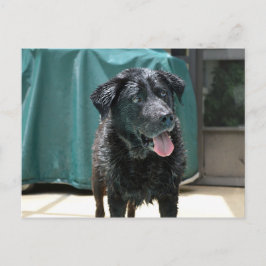 Kute Happy Nat Black Lab Stands op pooldek Briefkaart