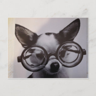 Kute hond met een overmaat bril briefkaart