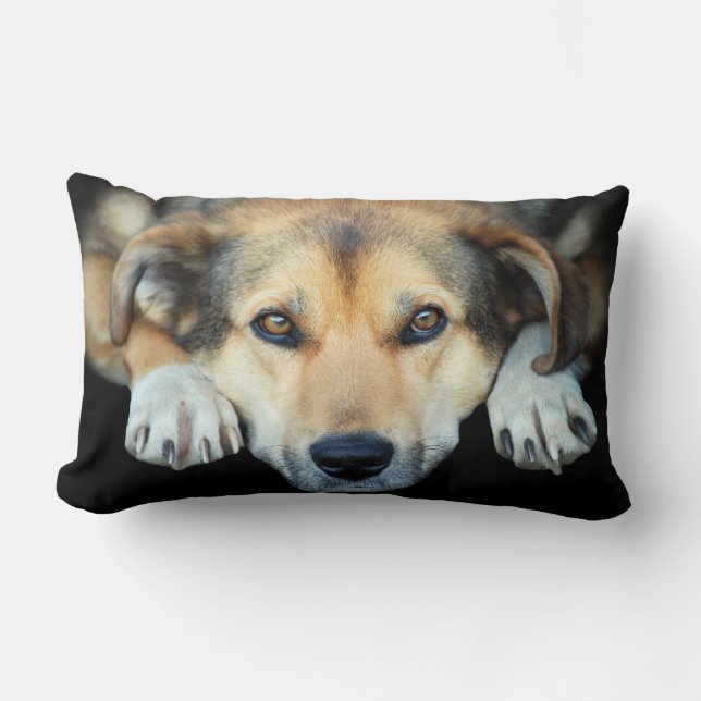 Kute hond op elke kleur achtergrond kussen (Voorkant)