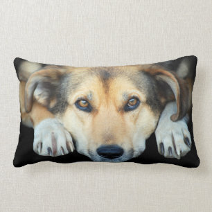 Kute hond op elke kleur achtergrond kussen