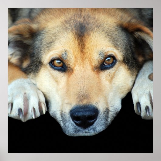 Kute hond op elke kleur achtergrond poster (Voorkant)