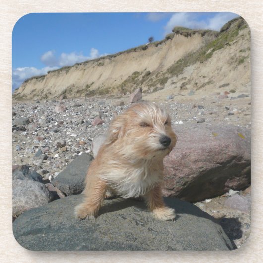 Kute hond op het strand drankjes onderzetter (Voorkant)