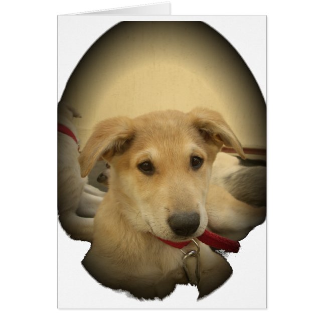 Kute honden en Puppies Mans second Best Friend.png (Voorkant)
