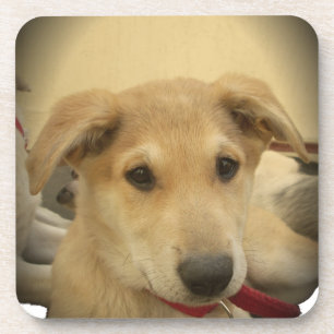 Kute honden en Puppies Mans second Best Friend.png Drankjes Onderzetter