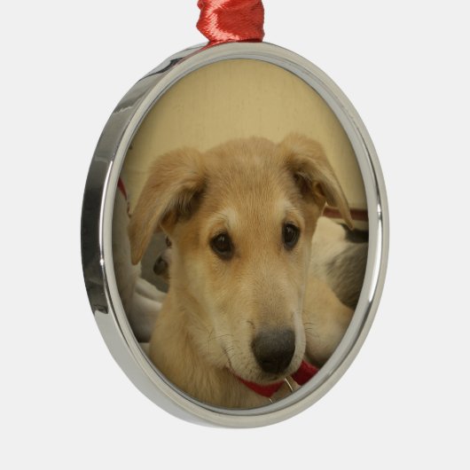 Kute honden en Puppies Mans second Best Friend.png Metalen Ornament (Rechts)