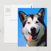 Kute husky dog kleurenfoto briefkaart (Voorkant / Achterkant)