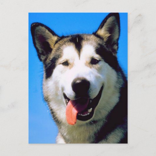 Kute husky dog kleurenfoto briefkaart (Voorkant)