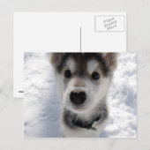 Kute husky puppy color briefkaart (Voorkant / Achterkant)