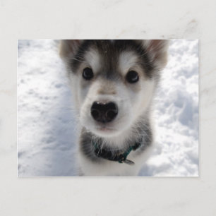 Kute husky puppy color briefkaart