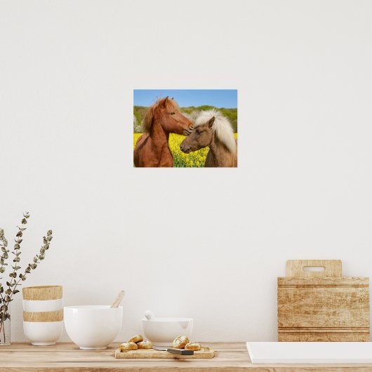 Kute IJslandse paarden die in een lentemaand rondl Poster (Keuken)