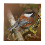 Kute kastanjebruin op de perenboom tegeltje (Voorkant)