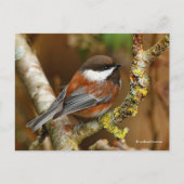 Kute kastanjebruin op perenbomen briefkaart (Voorkant)