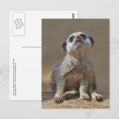 Kute Kat Ansichtkaart Briefkaart (Voorkant / Achterkant)