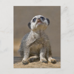 Kute Kat Ansichtkaart Briefkaart