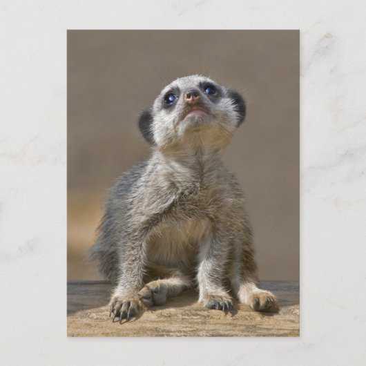 Kute Kat Ansichtkaart Briefkaart (Voorkant)