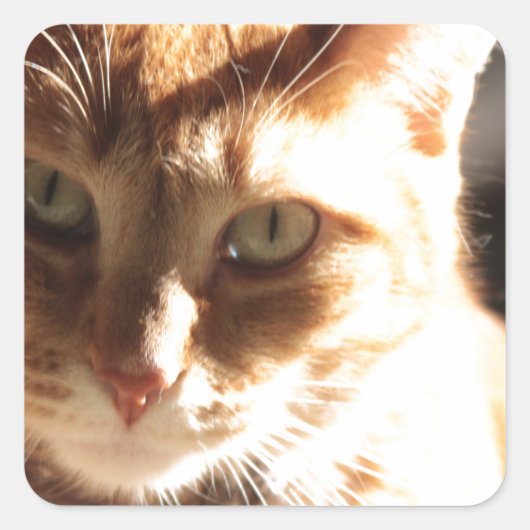 Kute Kat! Vierkante Sticker (Voorkant)