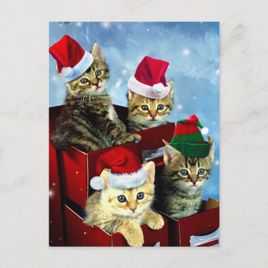 Kute kittens met x-mas petten briefkaart (Voorkant)