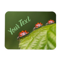 Kute kleine ladybug geeft succes en fortuin!