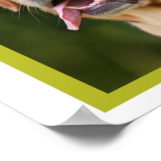 Kute-koffieverslaafde Labrador aangepast Poster (Hoek)