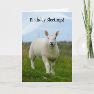 Kute Lamb Birthday Bleetings - Lamb in Field Kaart