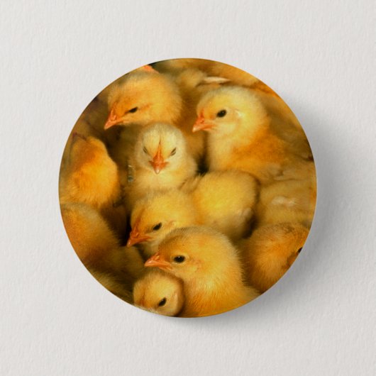 Kute Little Chicken Ronde Button 5,7 Cm (Voorkant)