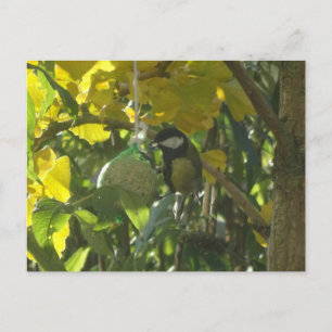 Kute Little Eating Bird DIY Briefkaart