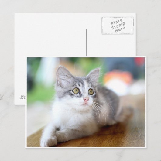 Kute Little Grey and White Kitten Briefkaart (Voorkant / Achterkant)