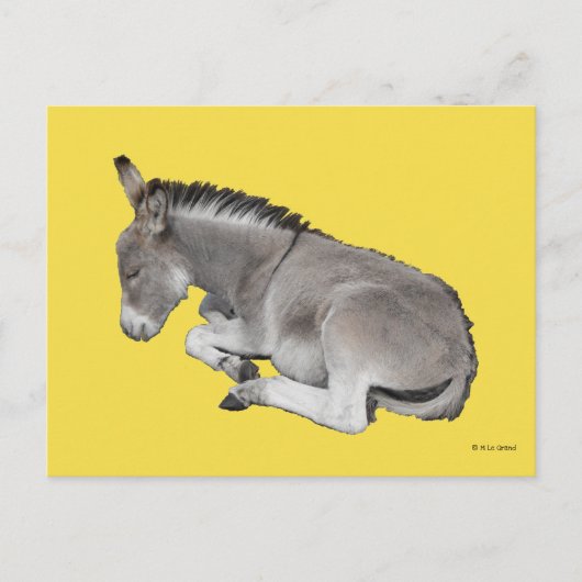 Kute Little Grey Donkey Baby Foal Laing Down Briefkaart (Voorkant)