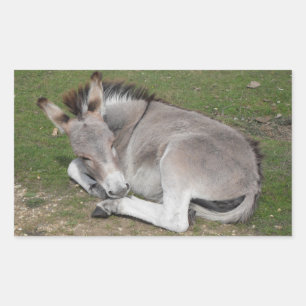 Kute Little Grey Donkey Baby Foal Laing Down Rechthoekige Sticker